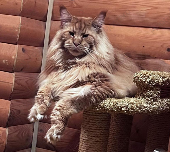 maine coon cattery, maine coon, продажа котят мейн-кун, питомники мейн кунов, котята мейн-кун, мейн-кун питомник, купить мейн куна, купить мейнкуна, мейн кун фото, продажа котят, купить котенка мейн-кун, мейн-кун купить