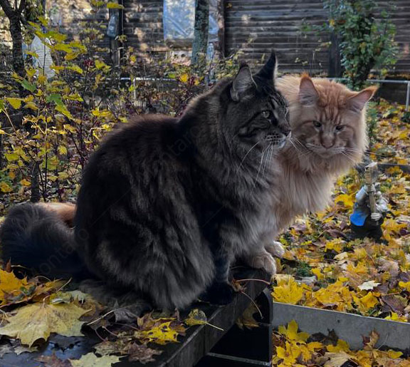 maine coon cattery, maine coon, продажа котят мейн-кун, питомники мейн кунов, котята мейн-кун, мейн-кун питомник, купить мейн куна, купить мейнкуна, мейн кун фото, продажа котят, купить котенка мейн-кун, мейн-кун купить