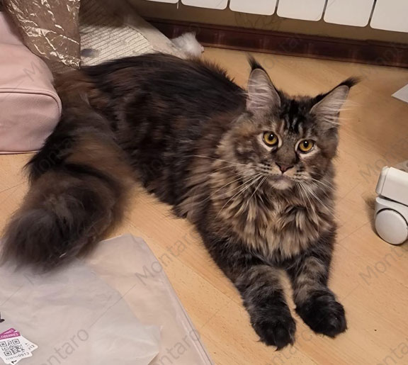 maine coon cattery, maine coon, продажа котят мейн-кун, питомники мейн кунов, котята мейн-кун, мейн-кун питомник, купить мейн куна, купить мейнкуна, мейн кун фото, продажа котят, купить котенка мейн-кун, мейн-кун купить