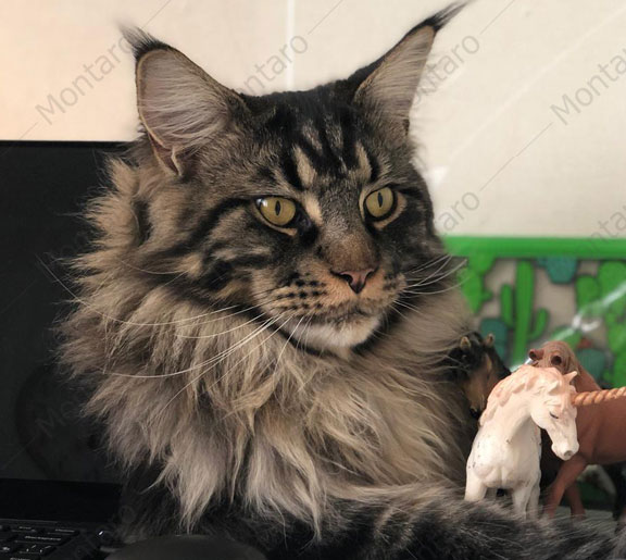 maine coon cattery, maine coon, продажа котят мейн-кун, питомники мейн кунов, котята мейн-кун, мейн-кун питомник, купить мейн куна, купить мейнкуна, мейн кун фото, продажа котят, купить котенка мейн-кун, мейн-кун купить