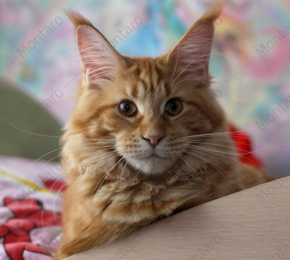 maine coon cattery, maine coon, продажа котят мейн-кун, питомники мейн кунов, котята мейн-кун, мейн-кун питомник, купить мейн куна, купить мейнкуна, мейн кун фото, продажа котят, купить котенка мейн-кун, мейн-кун купить
