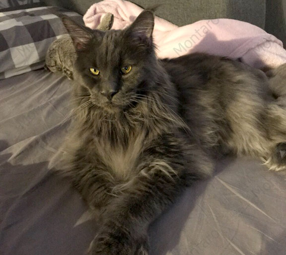 maine coon cattery, maine coon, продажа котят мейн-кун, питомники мейн кунов, котята мейн-кун, мейн-кун питомник, купить мейн куна, купить мейнкуна, мейн кун фото, продажа котят, купить котенка мейн-кун, мейн-кун купить