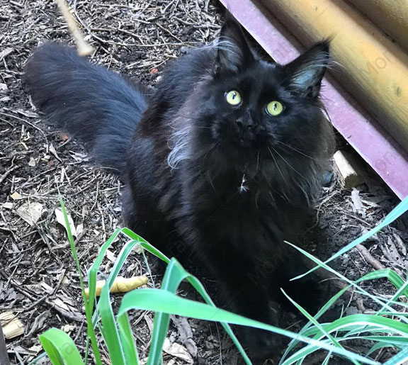 maine coon cattery, maine coon, продажа котят мейн-кун, питомники мейн кунов, котята мейн-кун, мейн-кун питомник, купить мейн куна, купить мейнкуна, мейн кун фото, продажа котят, купить котенка мейн-кун, мейн-кун купить