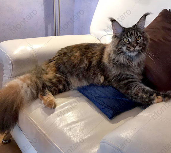 maine coon cattery, maine coon, продажа котят мейн-кун, питомники мейн кунов, котята мейн-кун, мейн-кун питомник, купить мейн куна, купить мейнкуна, мейн кун фото, продажа котят, купить котенка мейн-кун, мейн-кун купить