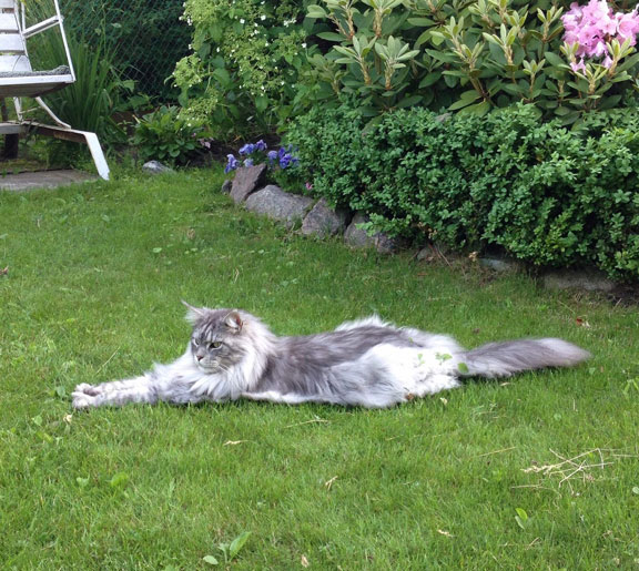 maine coon cattery, maine coon, продажа котят мейн-кун, питомники мейн кунов, котята мейн-кун, мейн-кун питомник, купить мейн куна, купить мейнкуна, мейн кун фото, продажа котят, купить котенка мейн-кун, мейн-кун купить