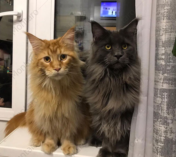 maine coon cattery, maine coon, продажа котят мейн-кун, питомники мейн кунов, котята мейн-кун, мейн-кун питомник, купить мейн куна, купить мейнкуна, мейн кун фото, продажа котят, купить котенка мейн-кун, мейн-кун купить