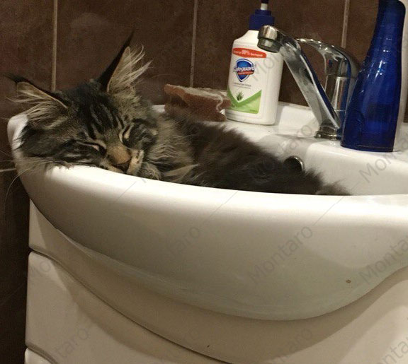 maine coon cattery, maine coon, продажа котят мейн-кун, питомники мейн кунов, котята мейн-кун, мейн-кун питомник, купить мейн куна, купить мейнкуна, мейн кун фото, продажа котят, купить котенка мейн-кун, мейн-кун купить