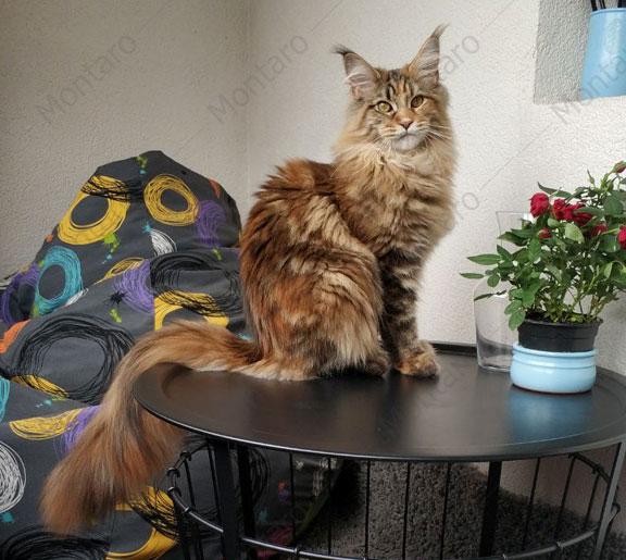 maine coon cattery, maine coon, продажа котят мейн-кун, питомники мейн кунов, котята мейн-кун, мейн-кун питомник, купить мейн куна, купить мейнкуна, мейн кун фото, продажа котят, купить котенка мейн-кун, мейн-кун купить
