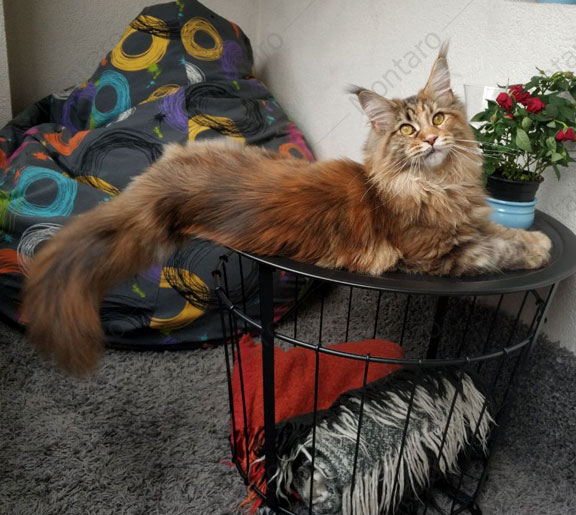 maine coon cattery, maine coon, продажа котят мейн-кун, питомники мейн кунов, котята мейн-кун, мейн-кун питомник, купить мейн куна, купить мейнкуна, мейн кун фото, продажа котят, купить котенка мейн-кун, мейн-кун купить