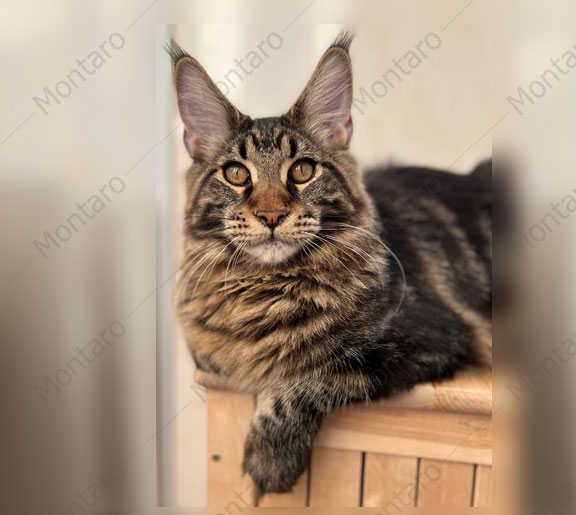 maine coon cattery, maine coon, продажа котят мейн-кун, питомники мейн кунов, котята мейн-кун, мейн-кун питомник, купить мейн куна, купить мейнкуна, мейн кун фото, продажа котят, купить котенка мейн-кун, мейн-кун купить