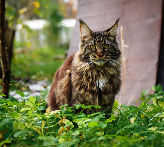 maine coon cattery, maine coon, продажа котят мейн-кун, питомники мейн кунов, котята мейн-кун, мейн-кун питомник, купить мейн куна, купить мейнкуна, мейн кун фото, продажа котят, купить котенка мейн-кун, мейн-кун купить