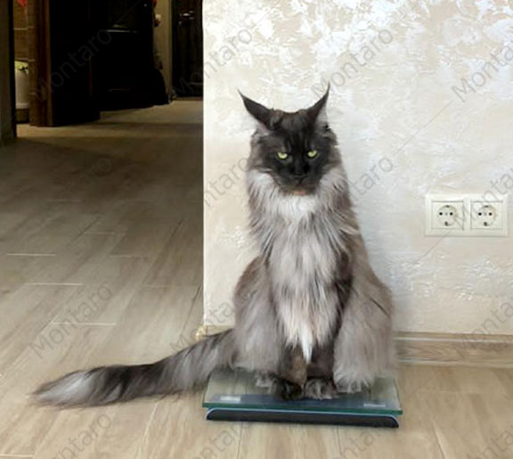maine coon cattery, maine coon, продажа котят мейн-кун, питомники мейн кунов, котята мейн-кун, мейн-кун питомник, купить мейн куна, купить мейнкуна, мейн кун фото, продажа котят, купить котенка мейн-кун, мейн-кун купить