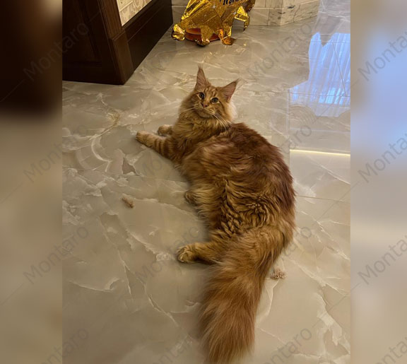 maine coon cattery, maine coon, продажа котят мейн-кун, питомники мейн кунов, котята мейн-кун, мейн-кун питомник, купить мейн куна, купить мейнкуна, мейн кун фото, продажа котят, купить котенка мейн-кун, мейн-кун купить