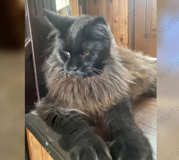 maine coon cattery, maine coon, продажа котят мейн-кун, питомники мейн кунов, котята мейн-кун, мейн-кун питомник, купить мейн куна, купить мейнкуна, мейн кун фото, продажа котят, купить котенка мейн-кун, мейн-кун купить
