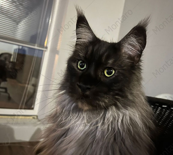 maine coon cattery, maine coon, продажа котят мейн-кун, питомники мейн кунов, котята мейн-кун, мейн-кун питомник, купить мейн куна, купить мейнкуна, мейн кун фото, продажа котят, купить котенка мейн-кун, мейн-кун купить