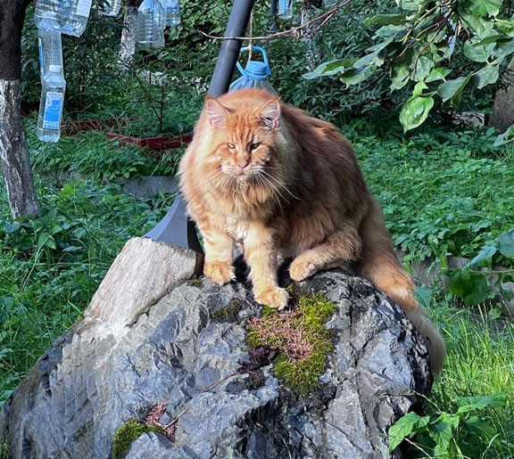 мейн кун, майн кун, котята, мейн кун фото, maine coon cattery, maine coon, продажа котят мейн-кун, питомники мейн кунов, котята мейн-кун, мейн-кун питомник, купить мейн куна, купить мейнкуна, мейн кун фото, продажа котят, купить котенка мейн-кун, мейн-кун купить