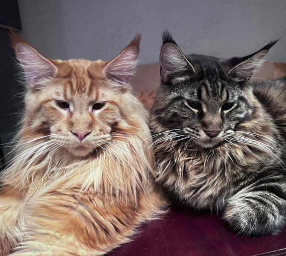 maine coon cattery, maine coon, продажа котят мейн-кун, питомники мейн кунов, котята мейн-кун, мейн-кун питомник, купить мейн куна, купить мейнкуна, мейн кун фото, продажа котят, купить котенка мейн-кун, мейн-кун купить