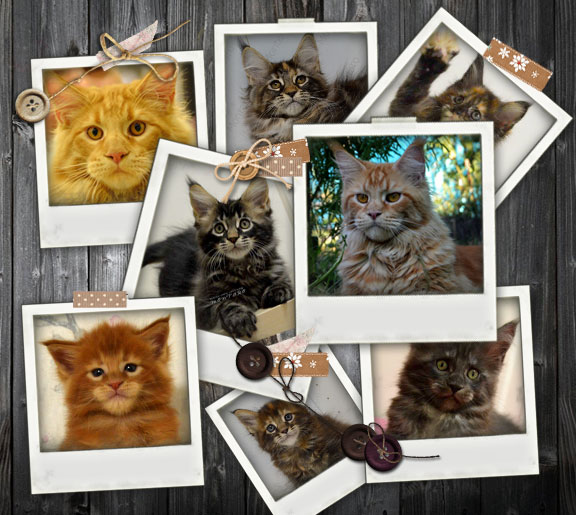 питомник мейн кунов, котята мейн кун. мейн кун, майнкун, кошки